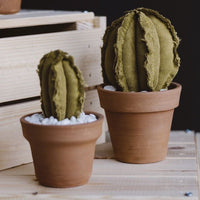 Small Barrel Verde Cactus