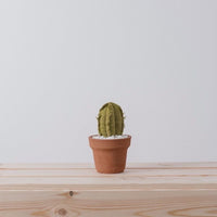 Mini Column Cactus
