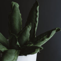 Medium Snake Cactus