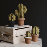 Mini Column Cactus