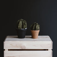 Small Barrel Verde Cactus
