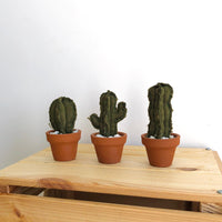 Micro Saguaro Cactus