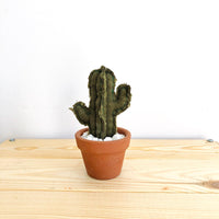 Micro Saguaro Cactus