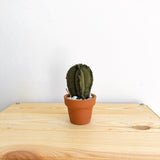 Micro Wavy Cactus